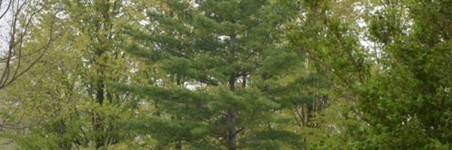 View of trees in a park