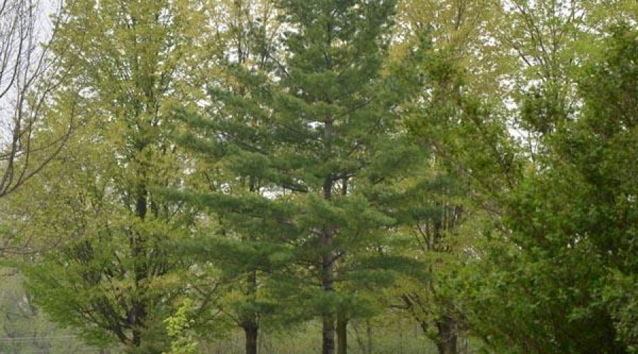 View of trees in a park